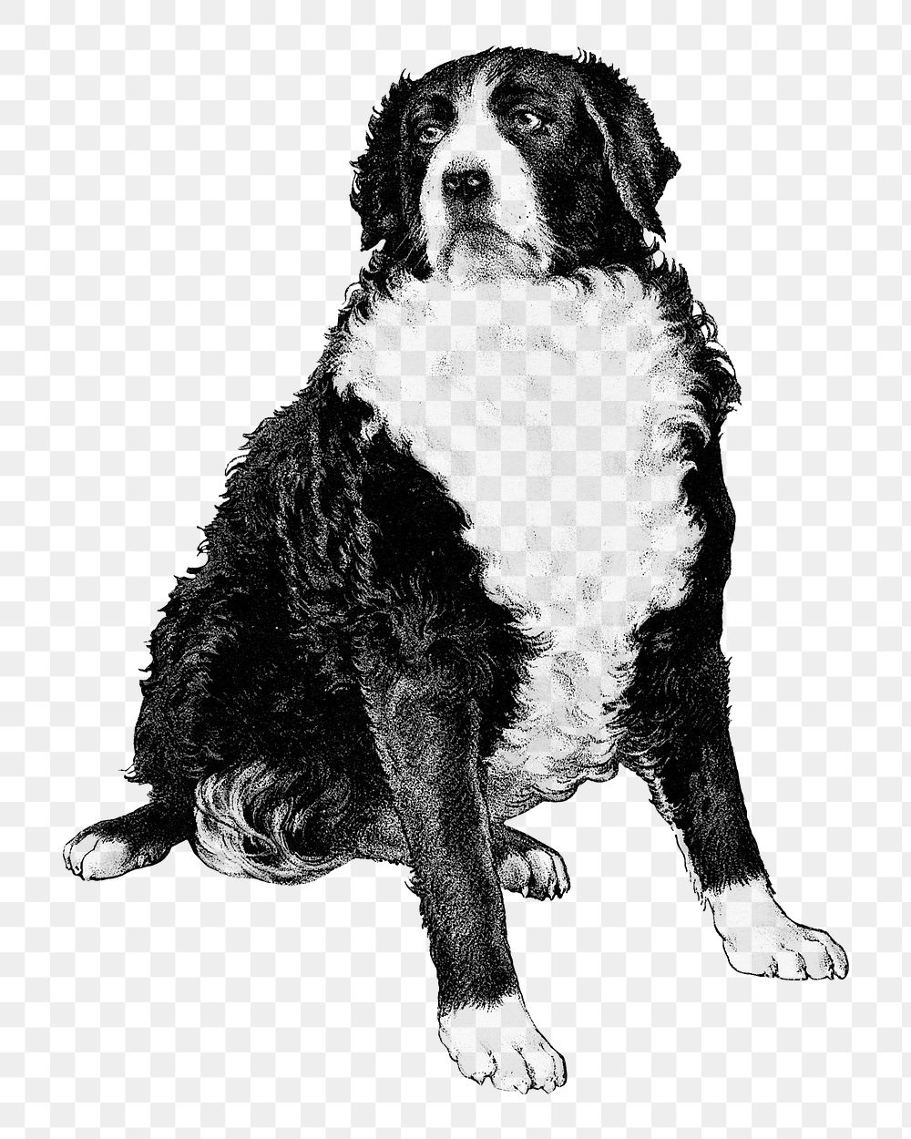 Bernese Mountain dog png, vintage animal illustration, transparent background. Remixed by rawpixel.
