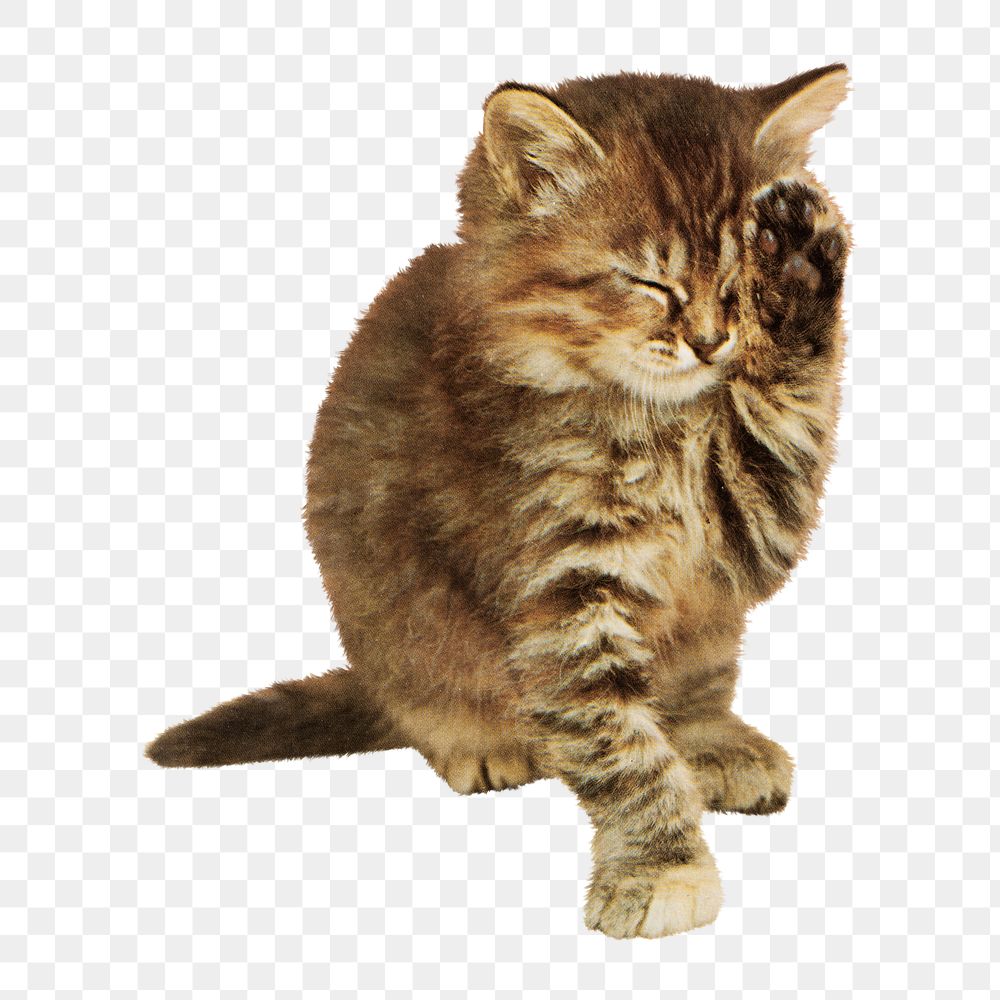 Cat png with a paw up to its closed eyes illustration, transparent background. Remixed by rawpixel.