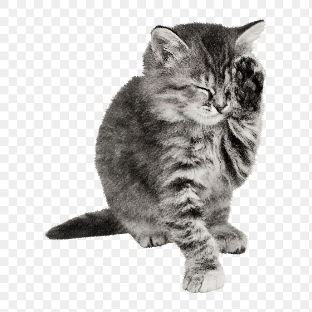 Cat png with a paw up to its closed eyes illustration, transparent background. Remixed by rawpixel.