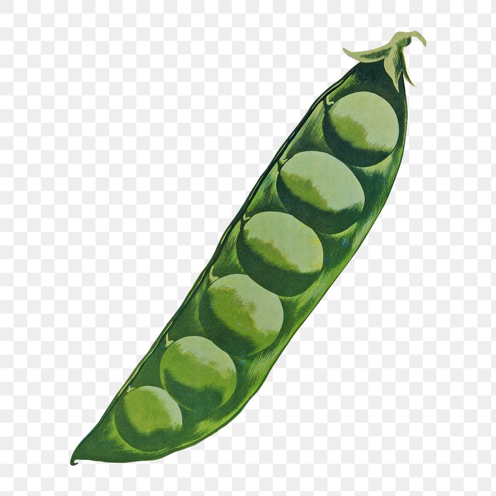 Green pea png, legume, vintage vegetable illustration by Morley, Hubert, transparent background. Remixed by rawpixel.
