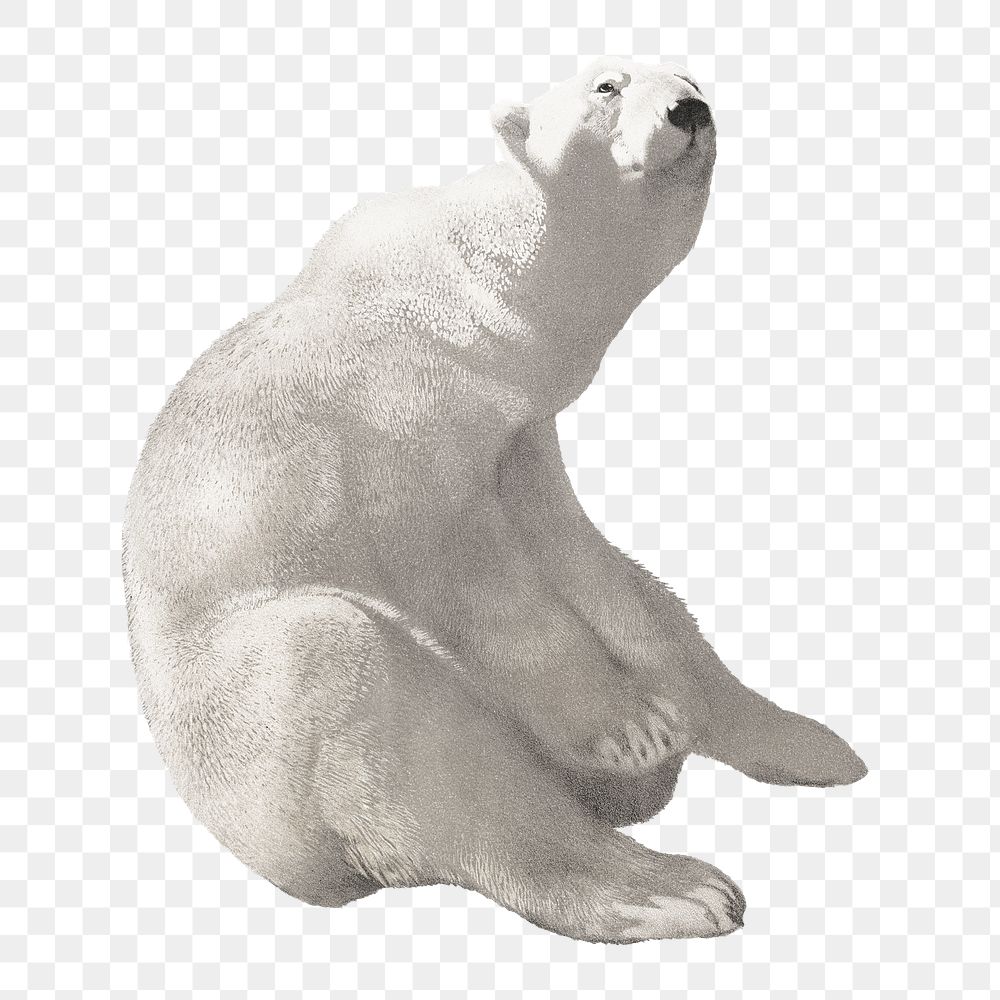 Sitting polar bear png, vintage animal illustration by Carl Ederer, transparent background. Remixed by rawpixel.