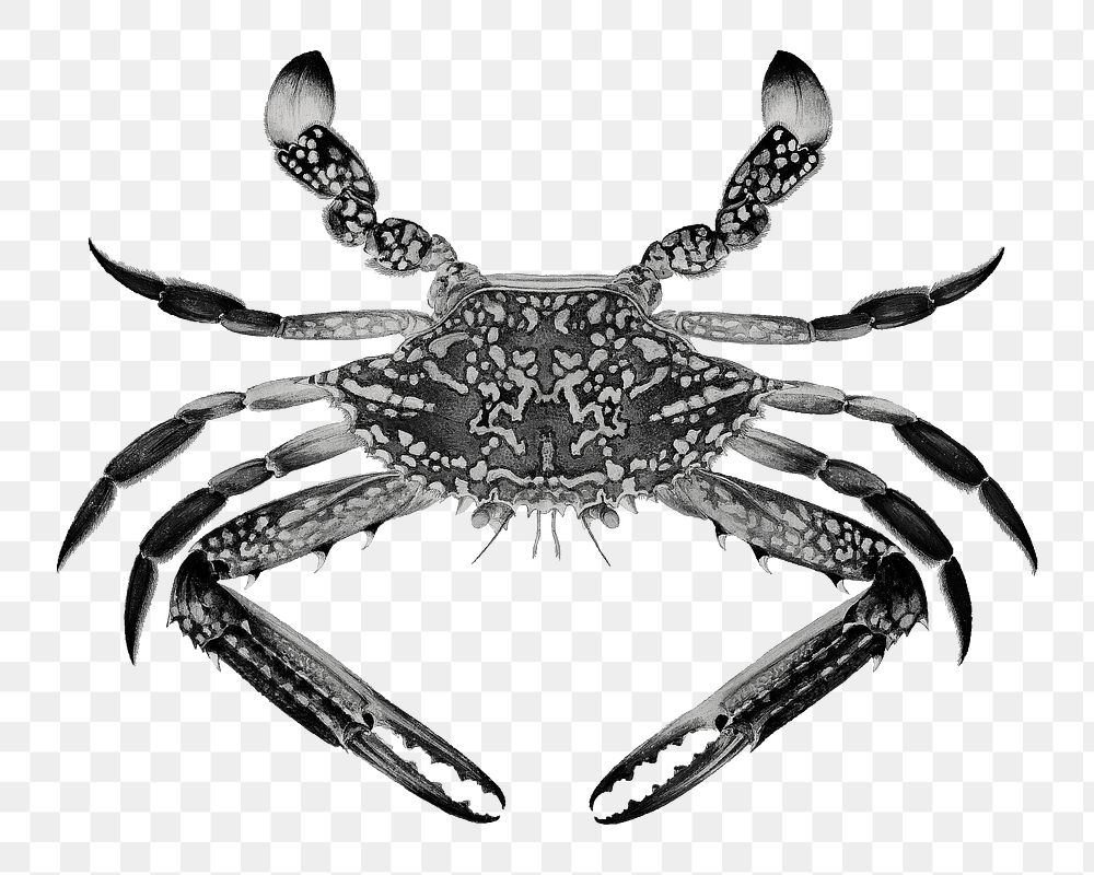 Blue crab png, vintage sea animal illustration by Luigi Balugani, transparent background. Remixed by rawpixel.