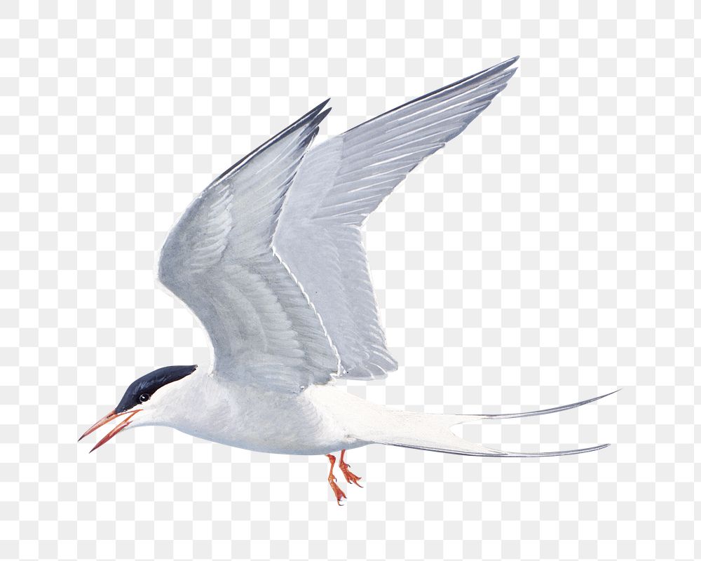 Vintage tern png bird, transparent background. Remixed by rawpixel. 