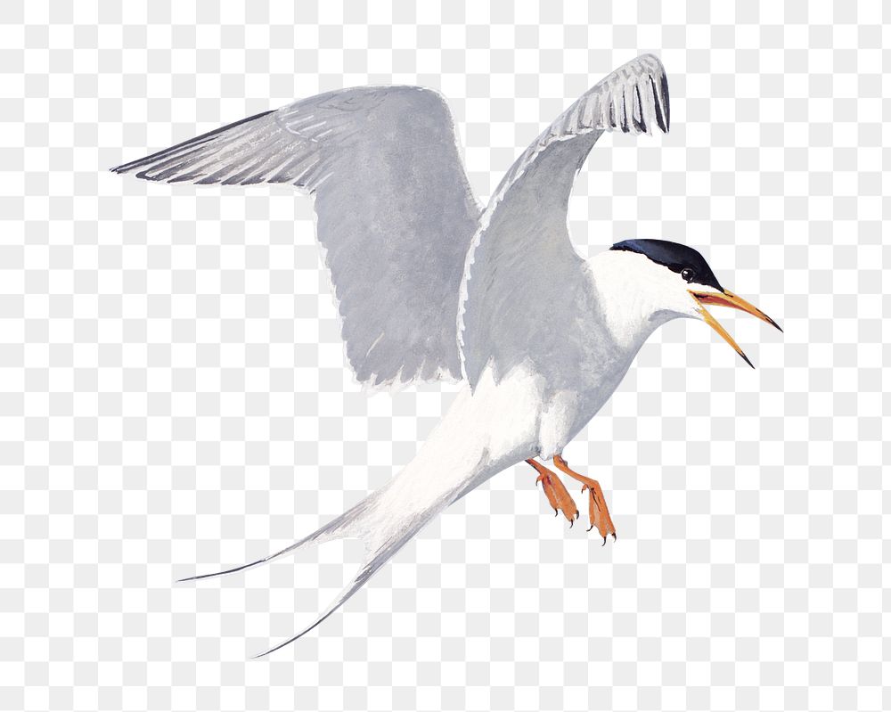 Vintage tern png bird, transparent background. Remixed by rawpixel. 