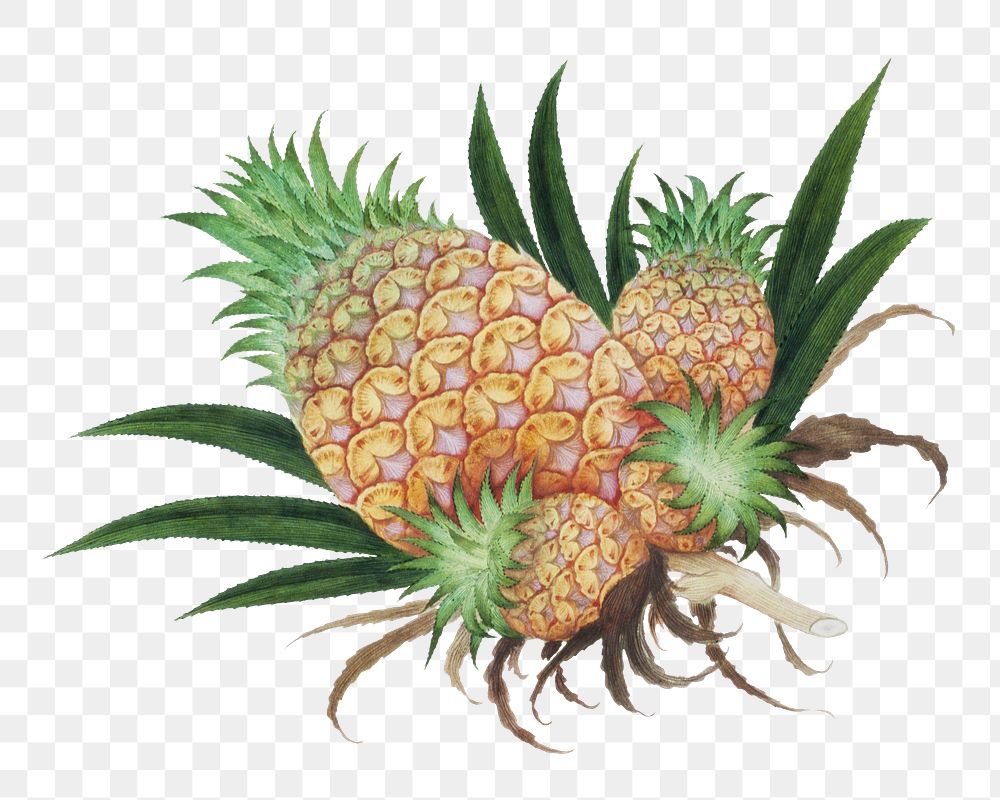 Vintage pineapple png fruit, transparent background. Remixed by rawpixel. 