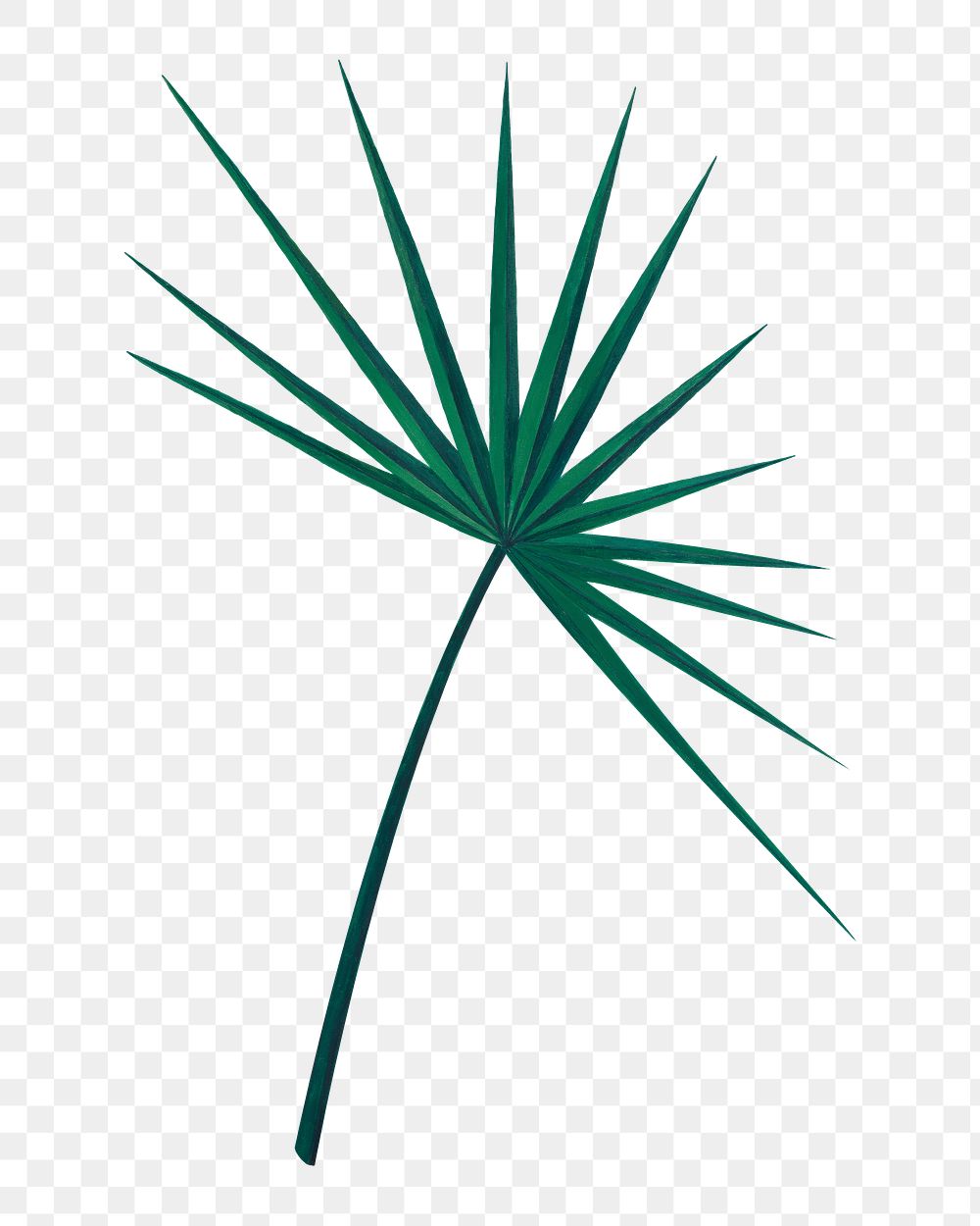 PNG vintage fan palm leaf, transparent background. Remixed by rawpixel. 