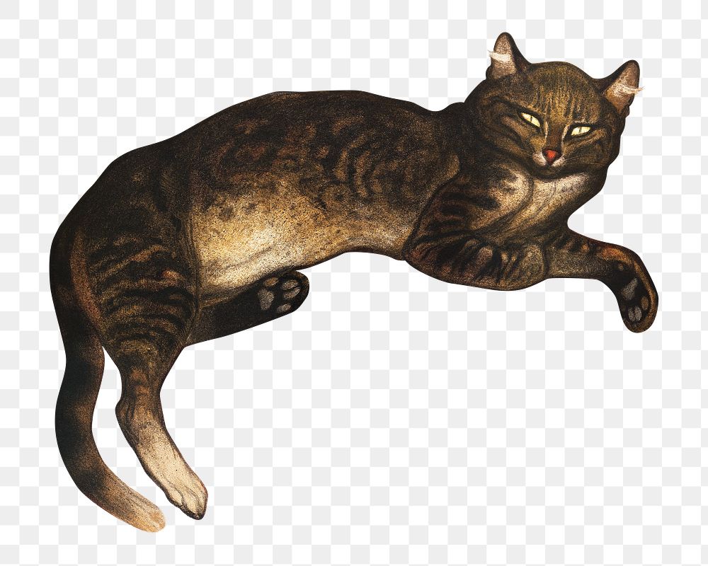 Vintage lying cat png, transparent background. Remixed by rawpixel. 