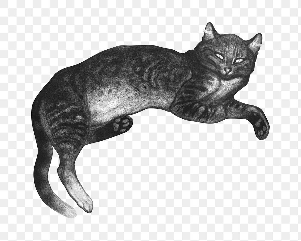 PNG vintage lying cat monotone, transparent background. Remixed by rawpixel. 