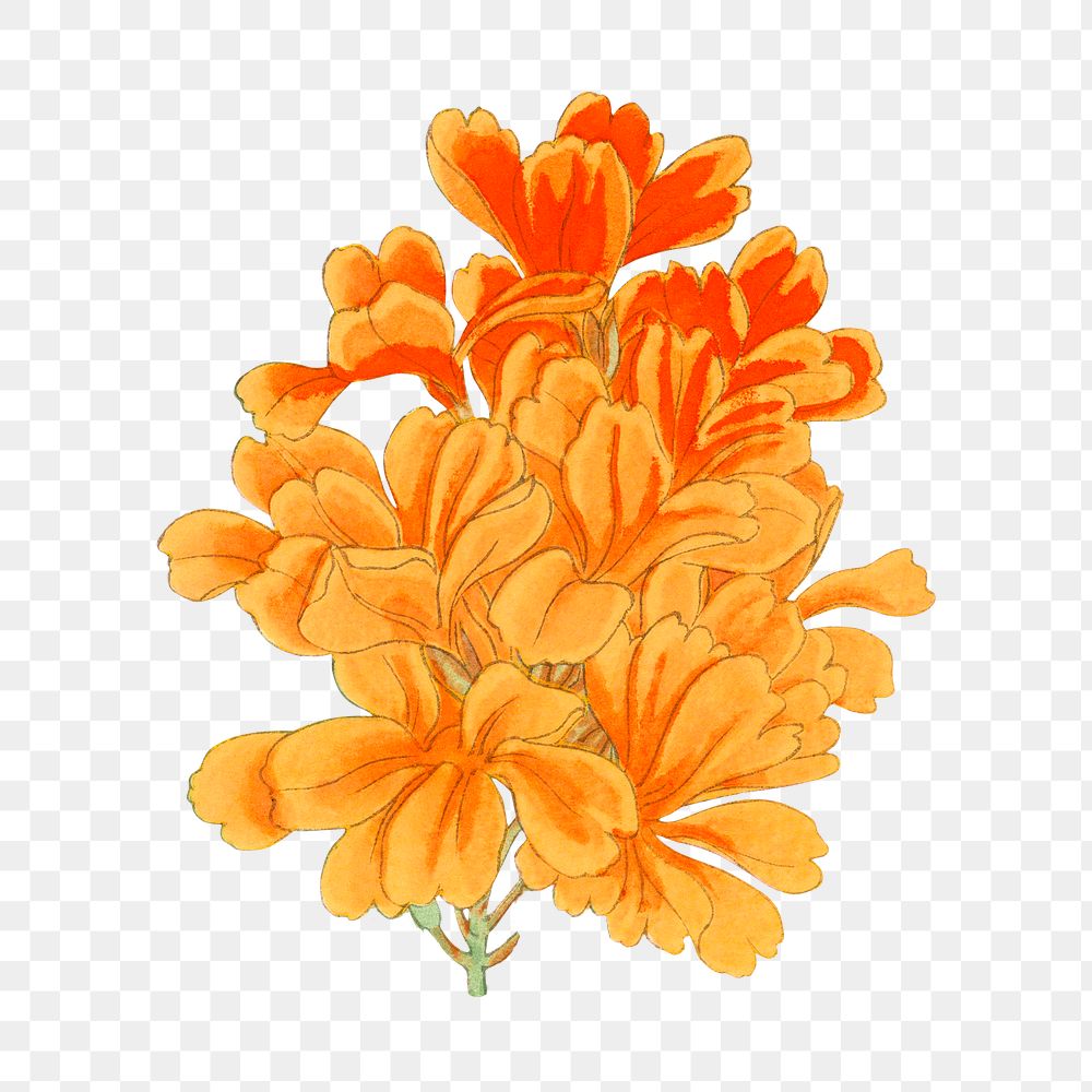 PNG orange flower, collage element, transparent background