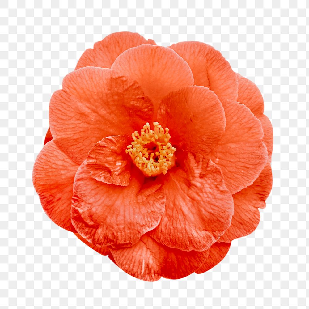 Orange png blooming flower, transparent background