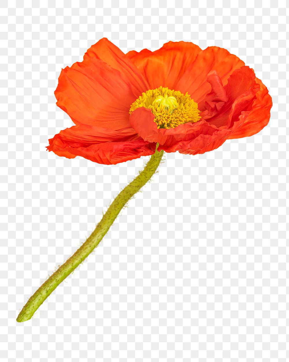 PNG Close up of red poppy flower, transparent background