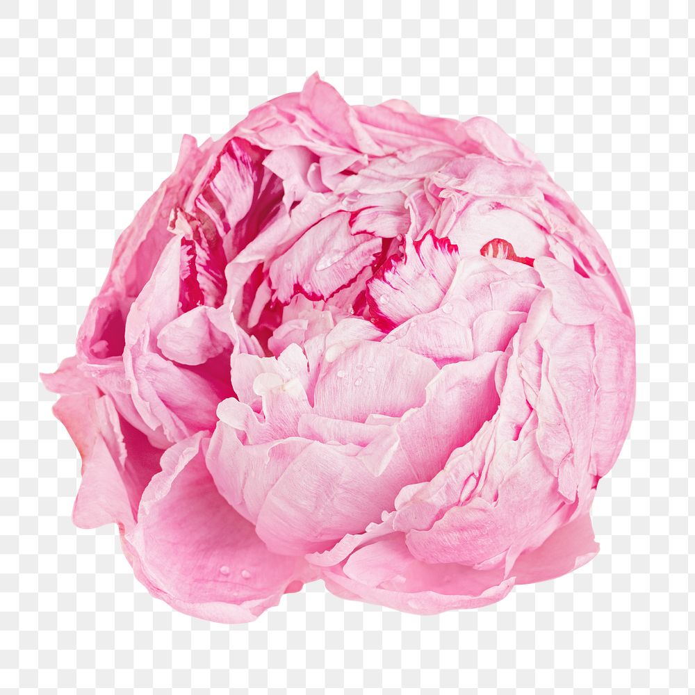 Pink round png flower, transparent background