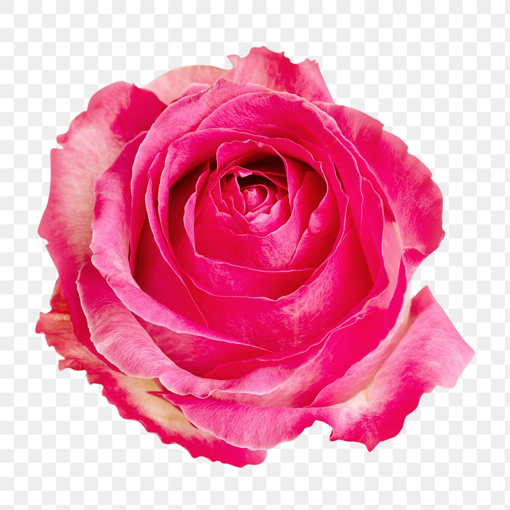 Png flower blooming pink rose, isolated image, transparent background