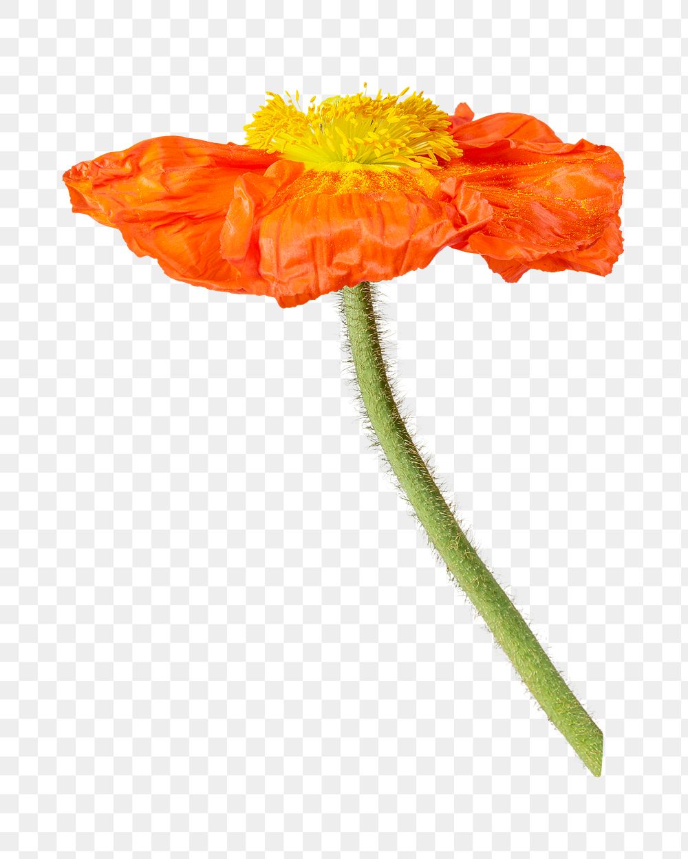 PNG Red poppy flower  , collage element, transparent background