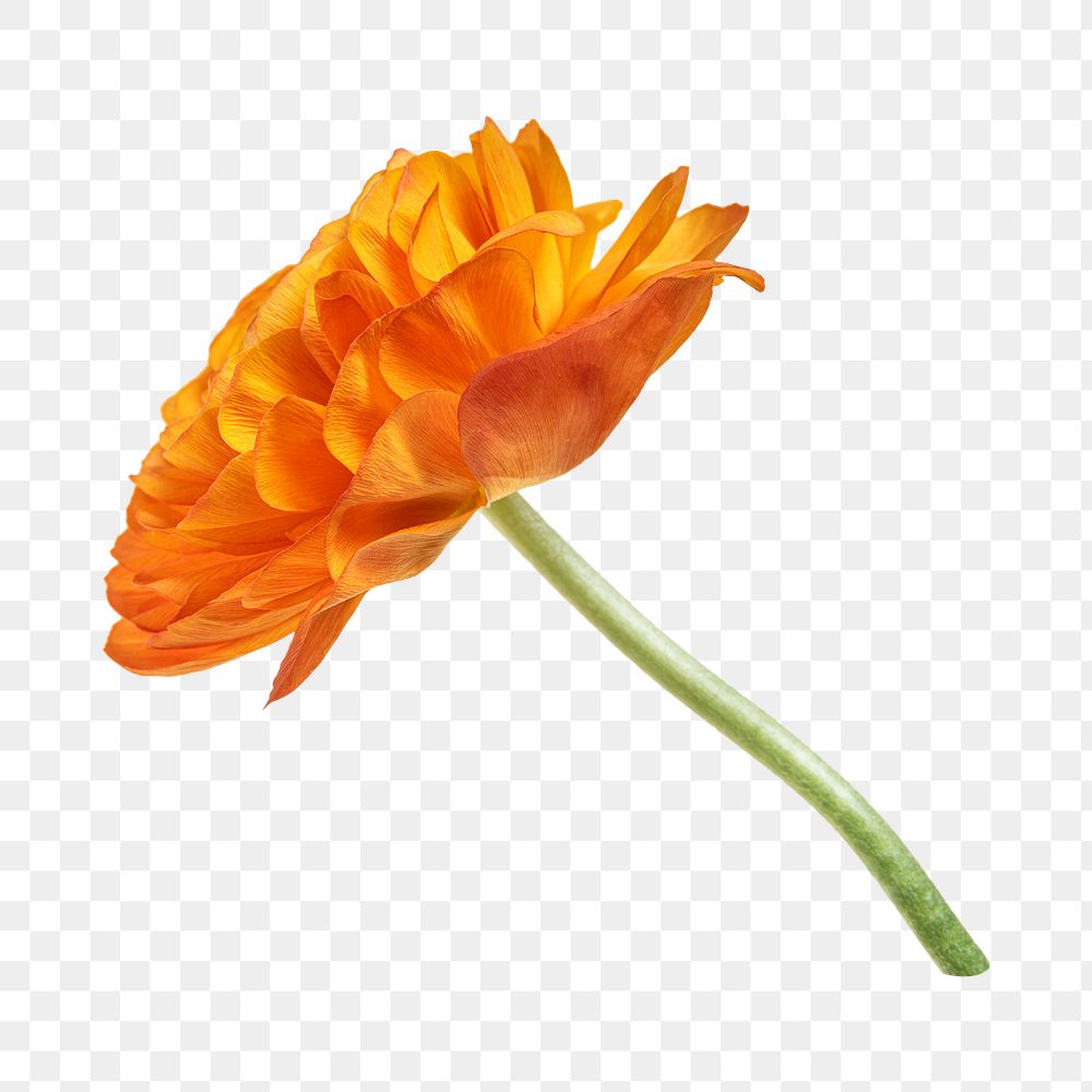 PNG orange ranunculus flower, collage element, transparent background