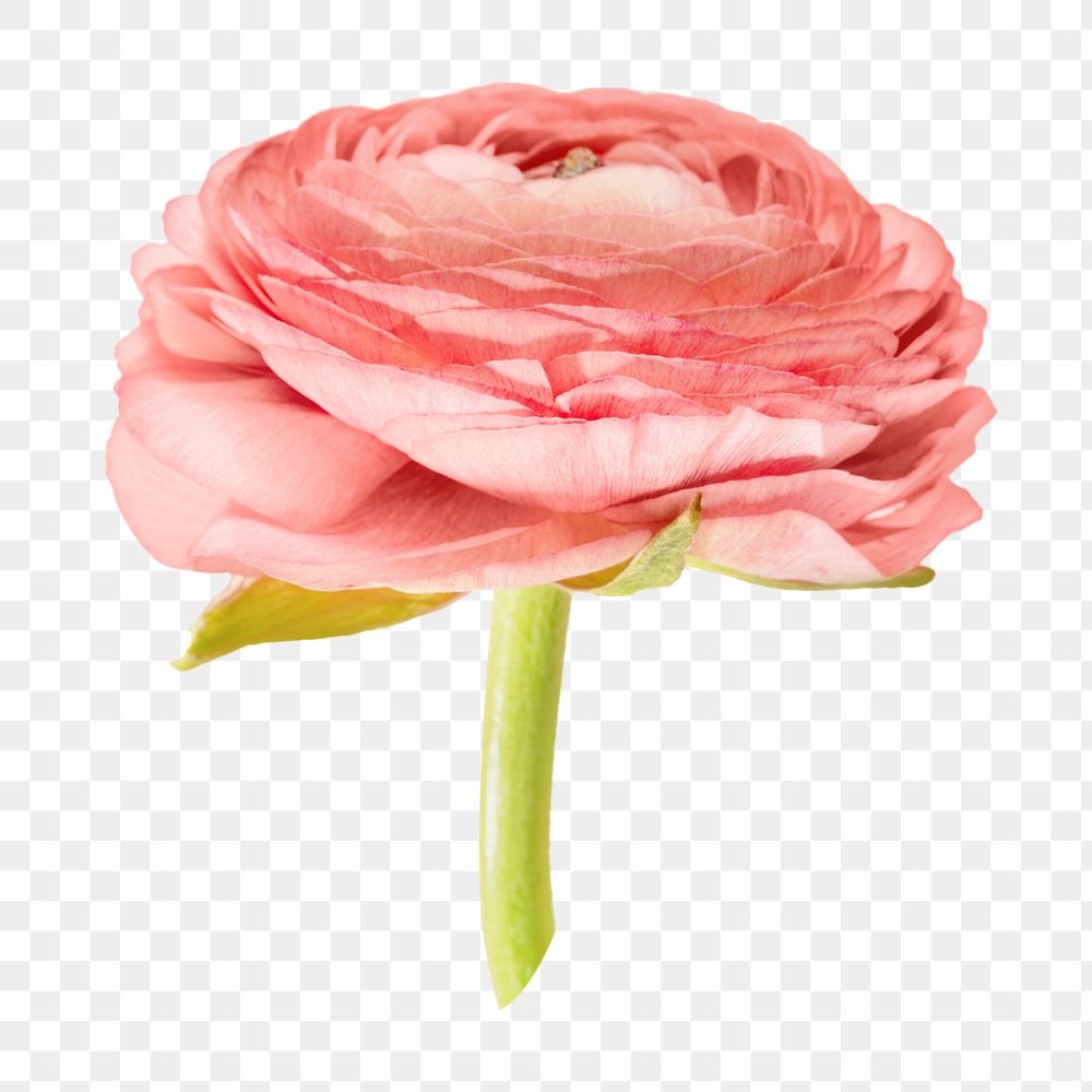 Pink png flower, transparent background, side view