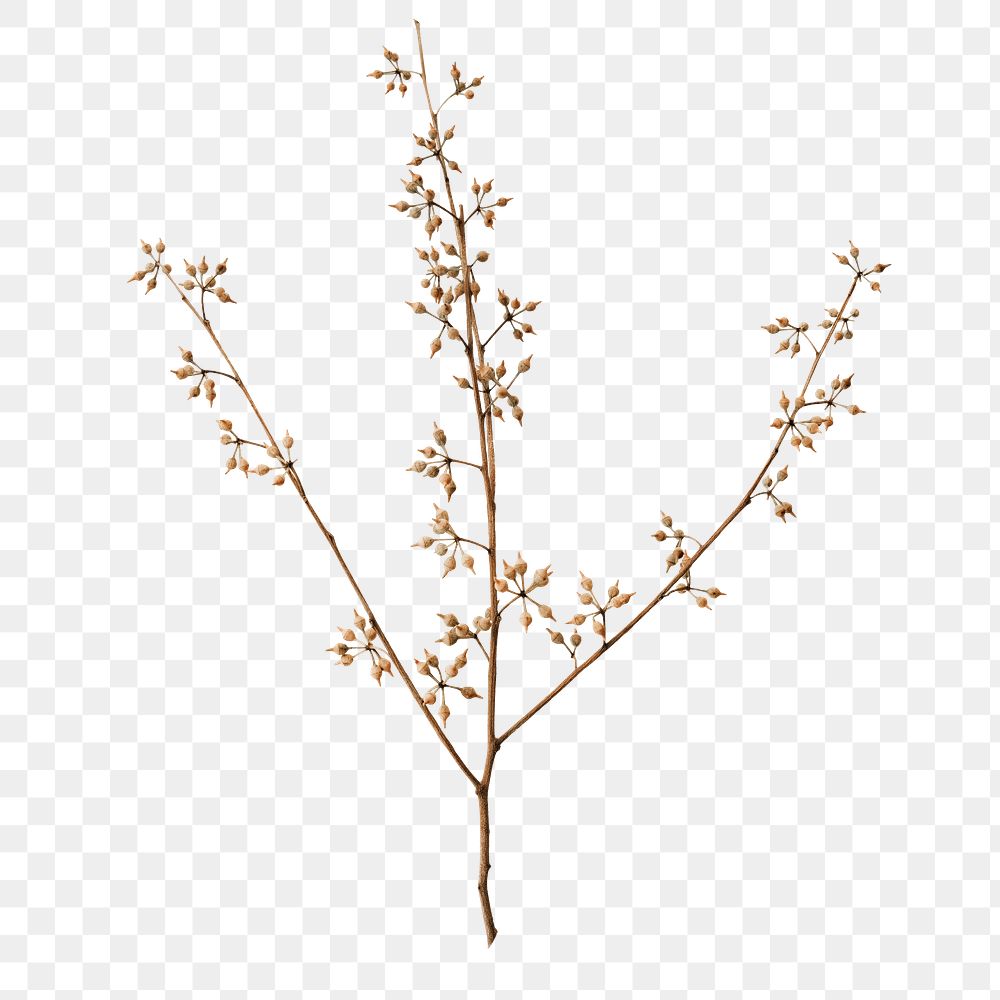 Flower branch png collage element, transparent background