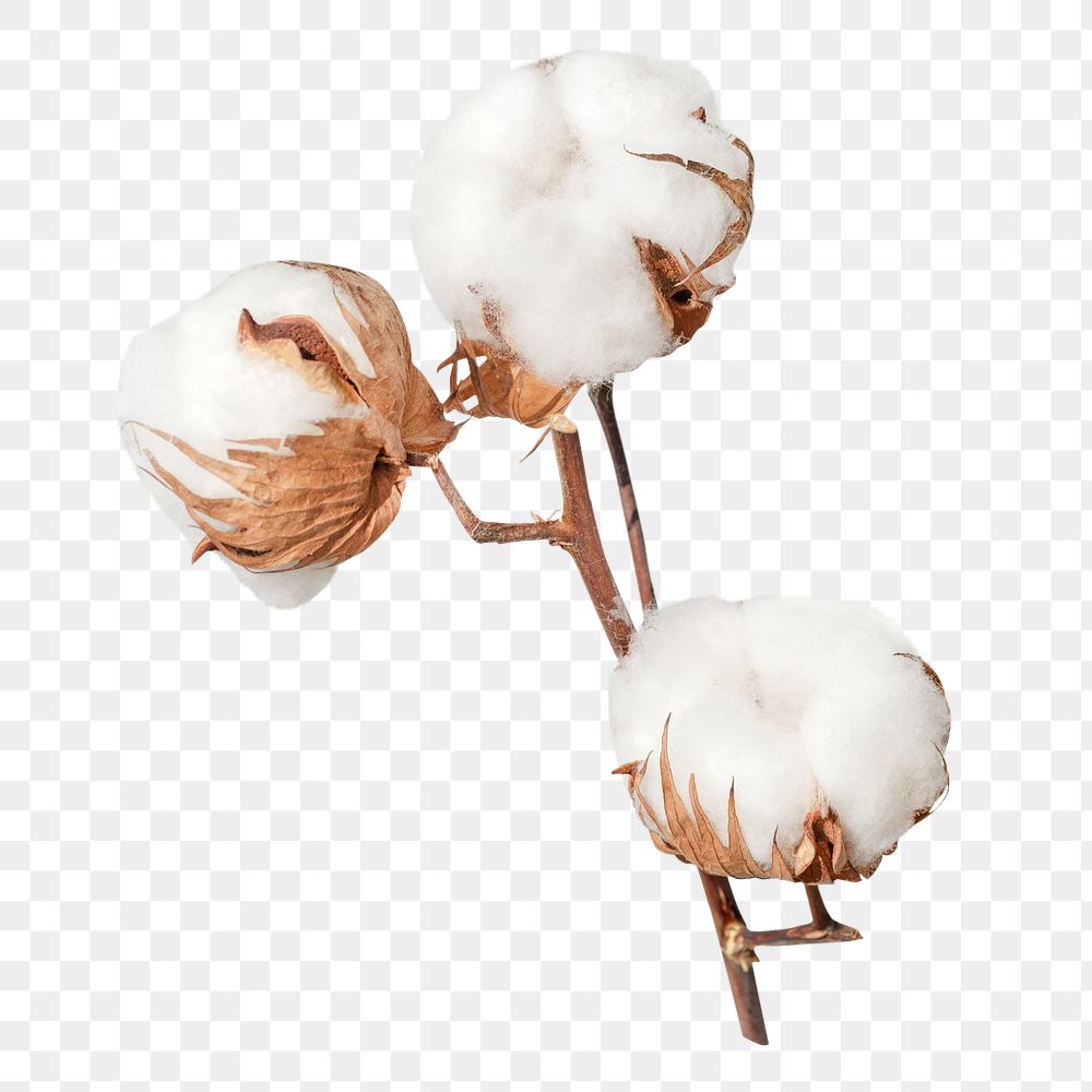 Cotton flower png branch, transparent background