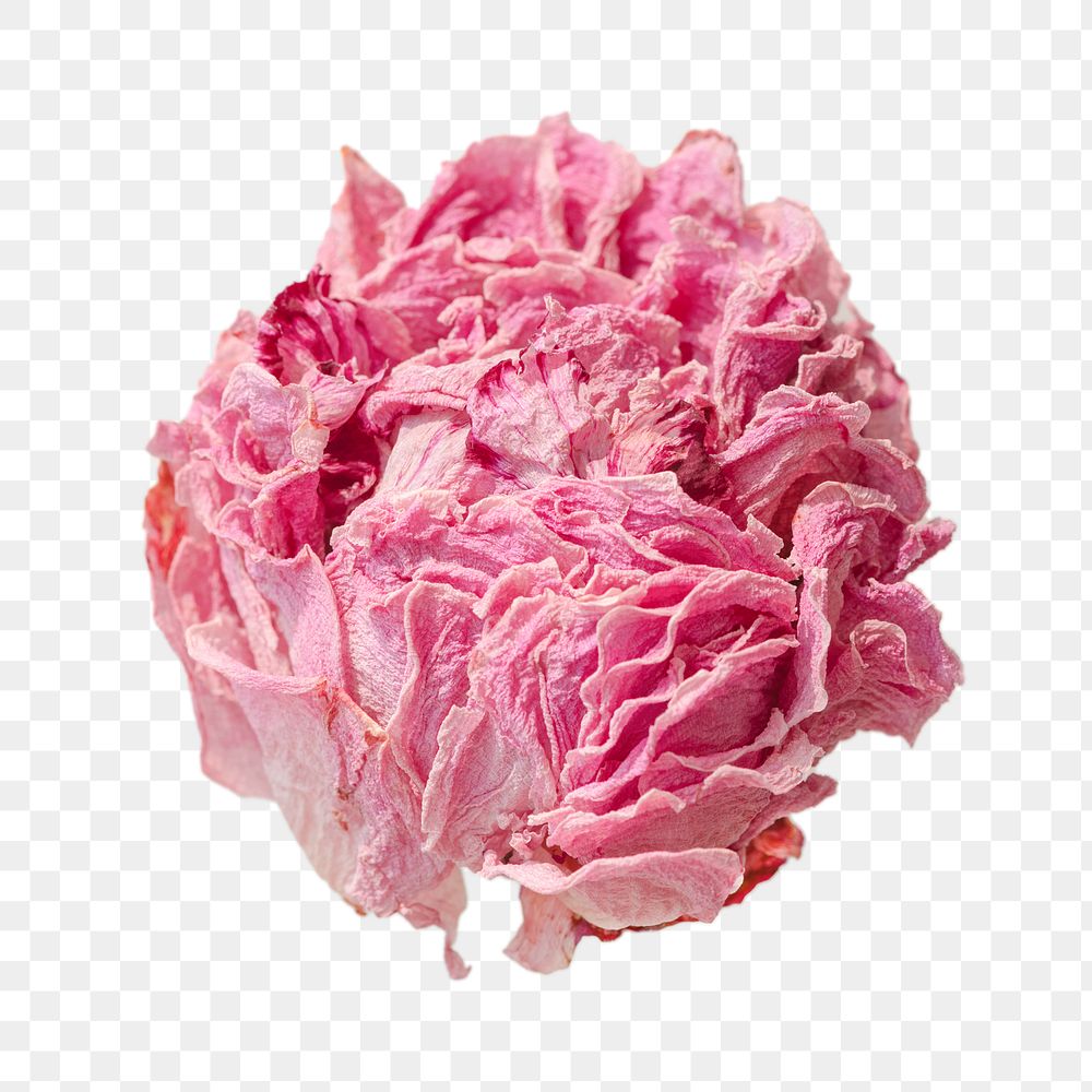 Pink peony png collage element, transparent background
