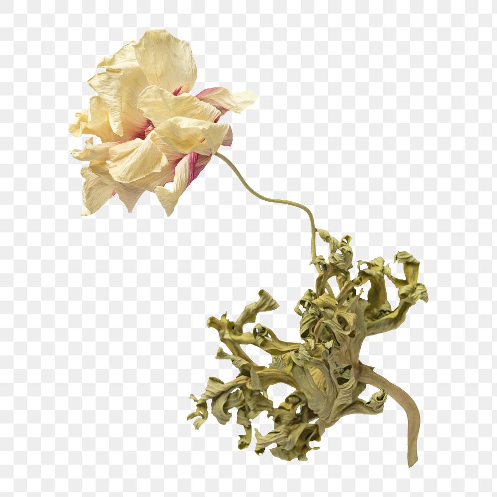Dried anemone png flower, transparent background