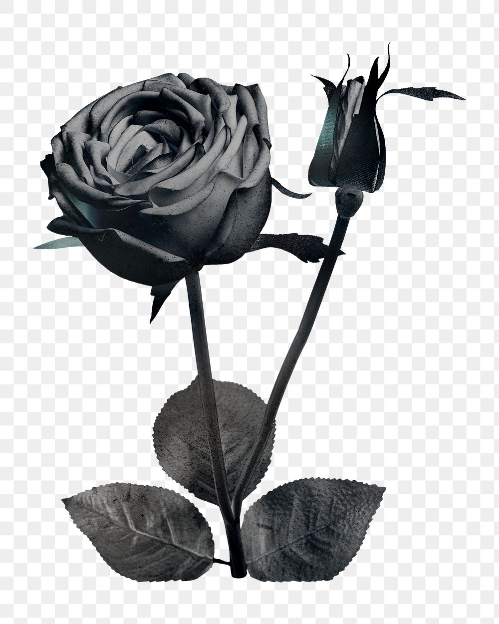 PNG Monotone blooming rose design element, transparent background