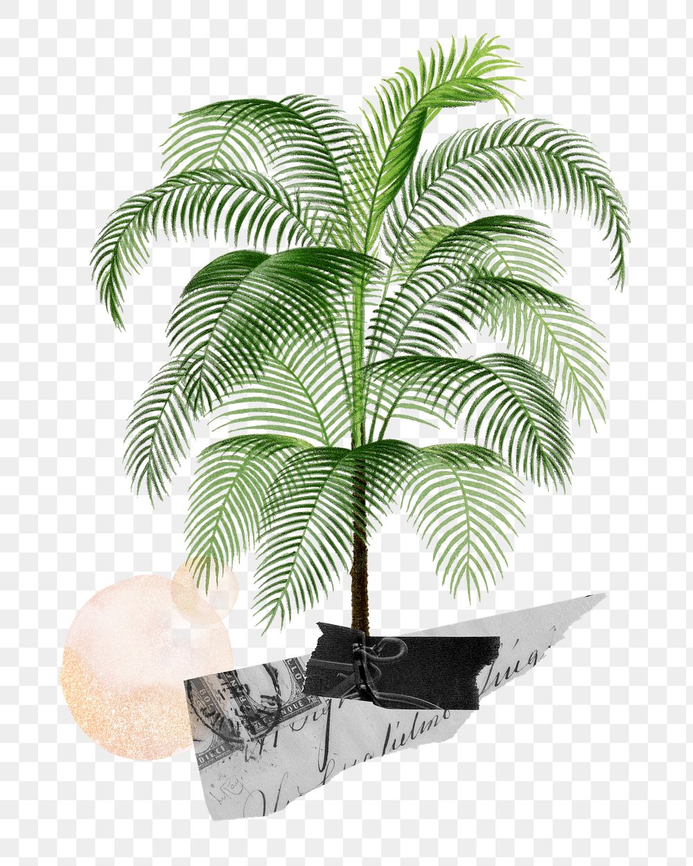 Tropical tree png sticker, transparent background