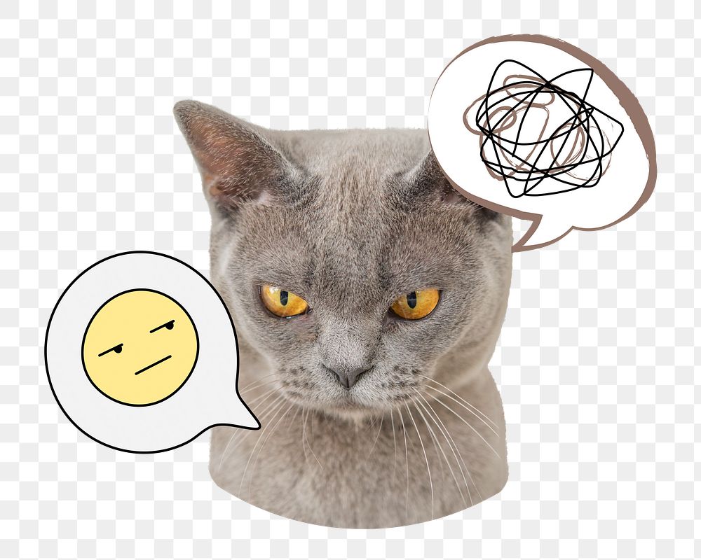 Grumpy cat png sticker, transparent background