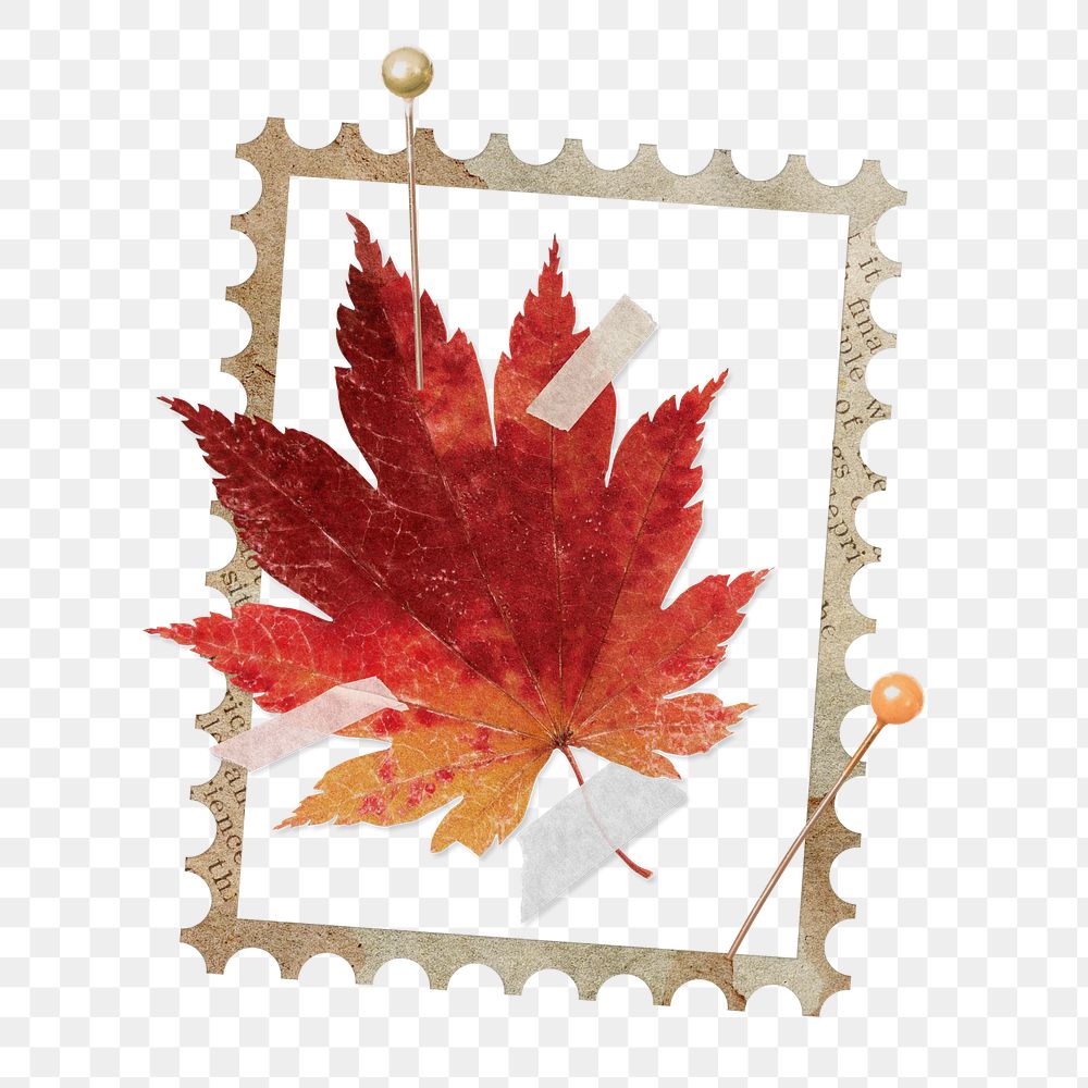 Maple leaf png sticker, autumn foliage transparent background