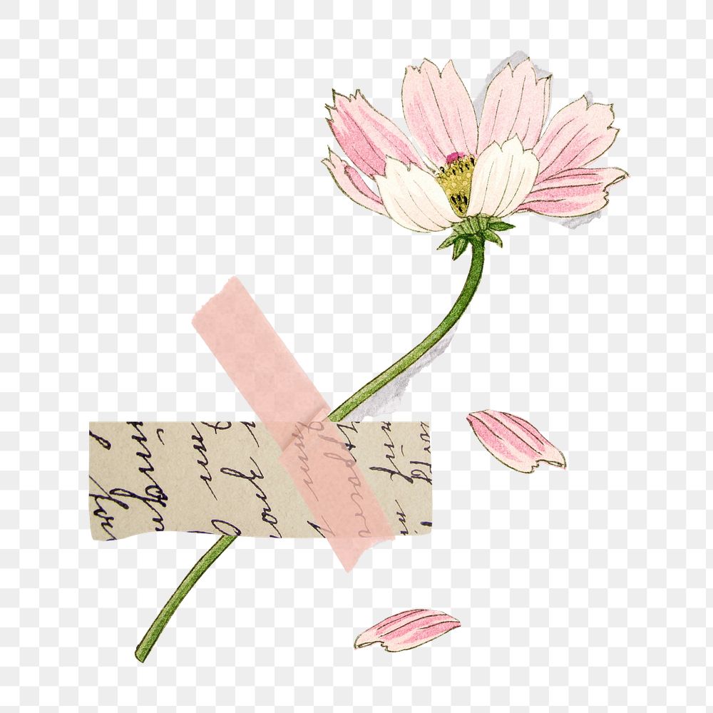 Pink cosmos png flower sticker, transparent background