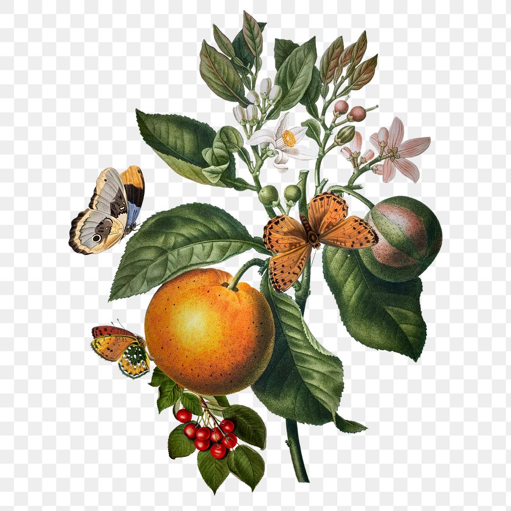 Bitter sweet orange png plant sticker, transparent background