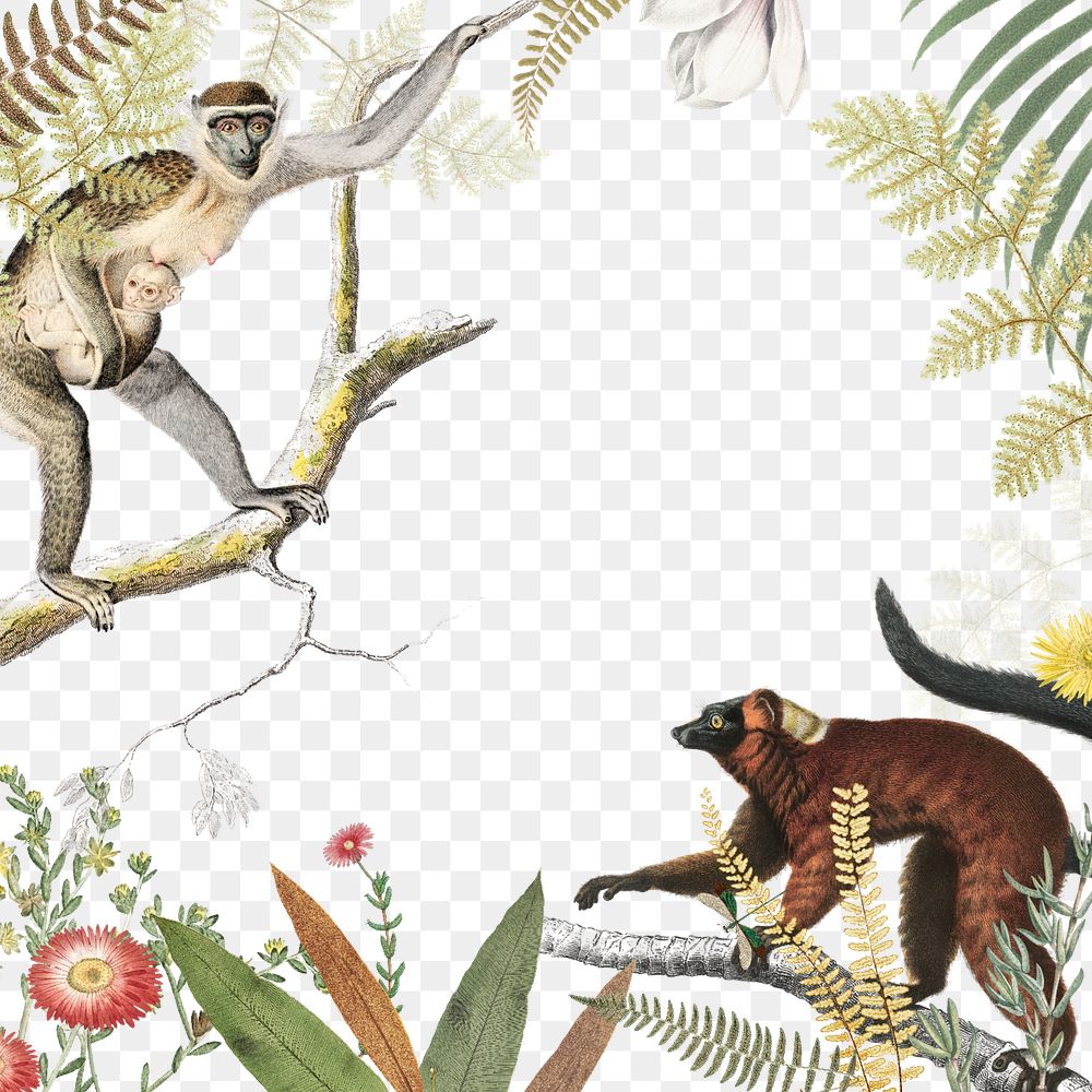 Jungle monkeys png wildlife, transparent background