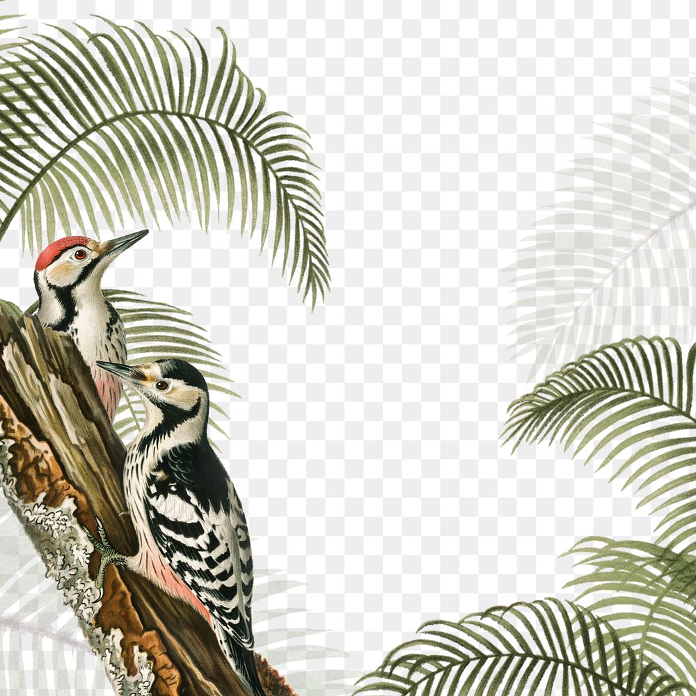 Exotic birds png border, transparent background