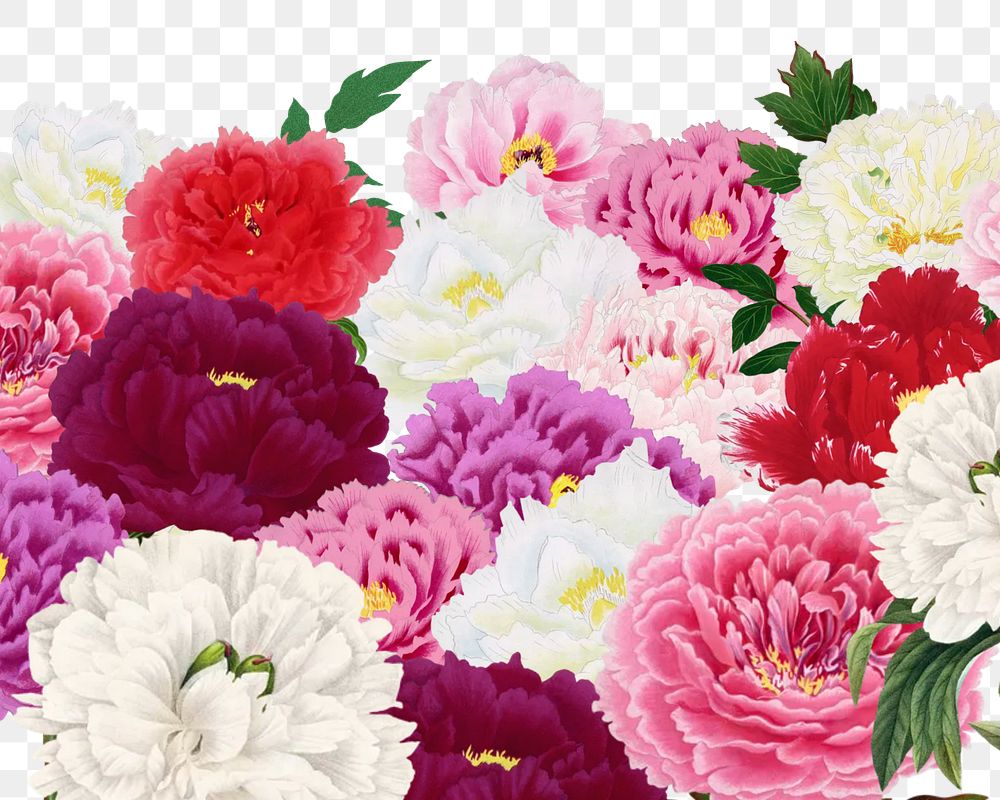 Spring carnation png flowers border, transparent background