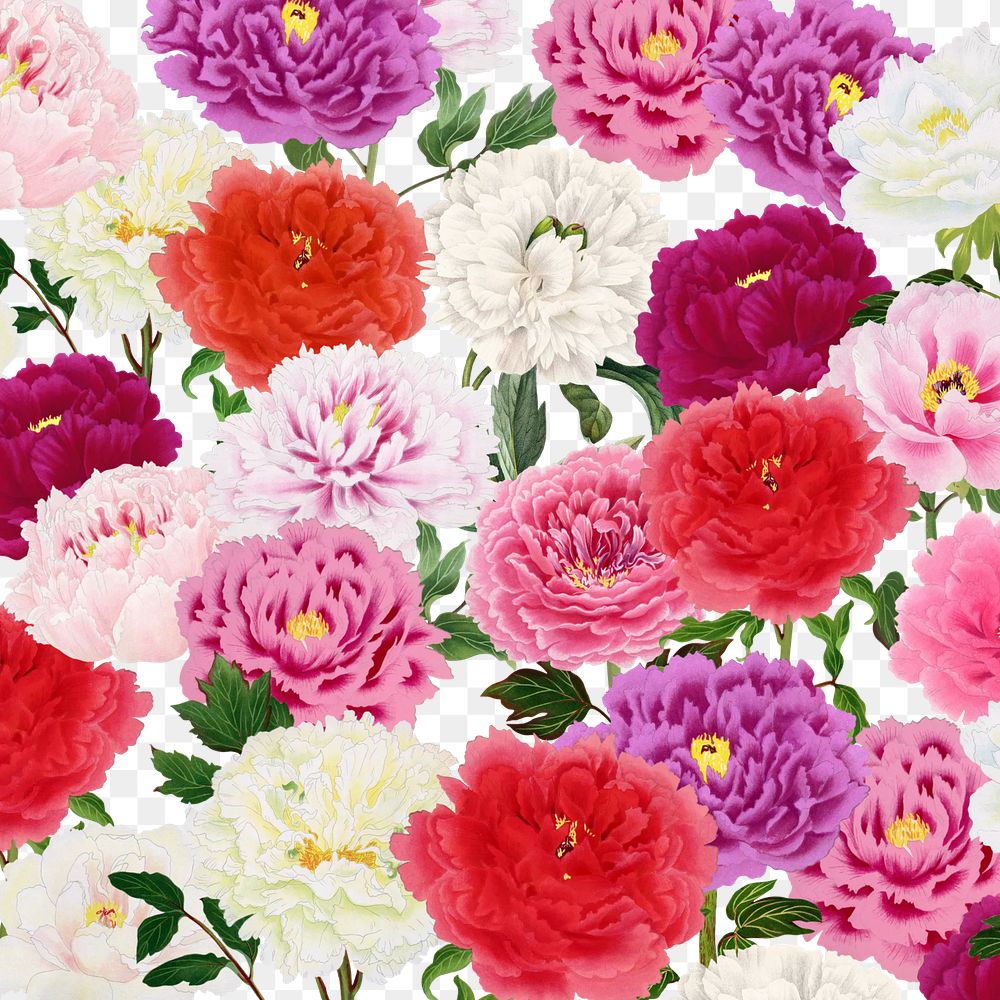 Colorful carnation png botanical pattern, transparent background