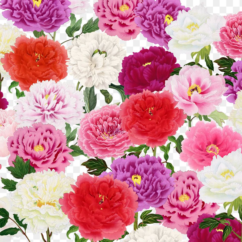 Spring carnation png colorful flowers, transparent background