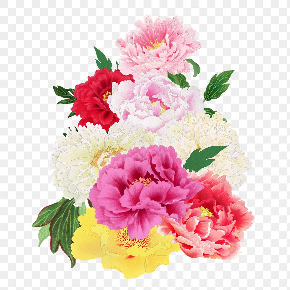 Colorful carnation flower png element, transparent background