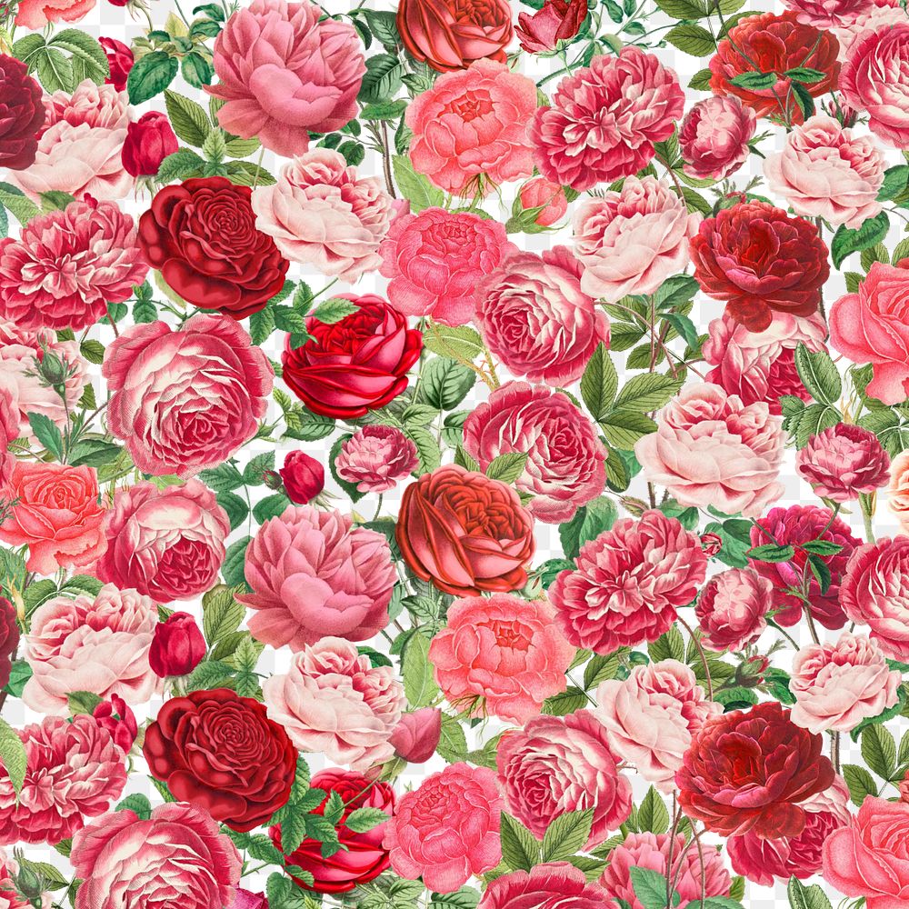 Pink rose png Valentine's flower pattern, transparent background