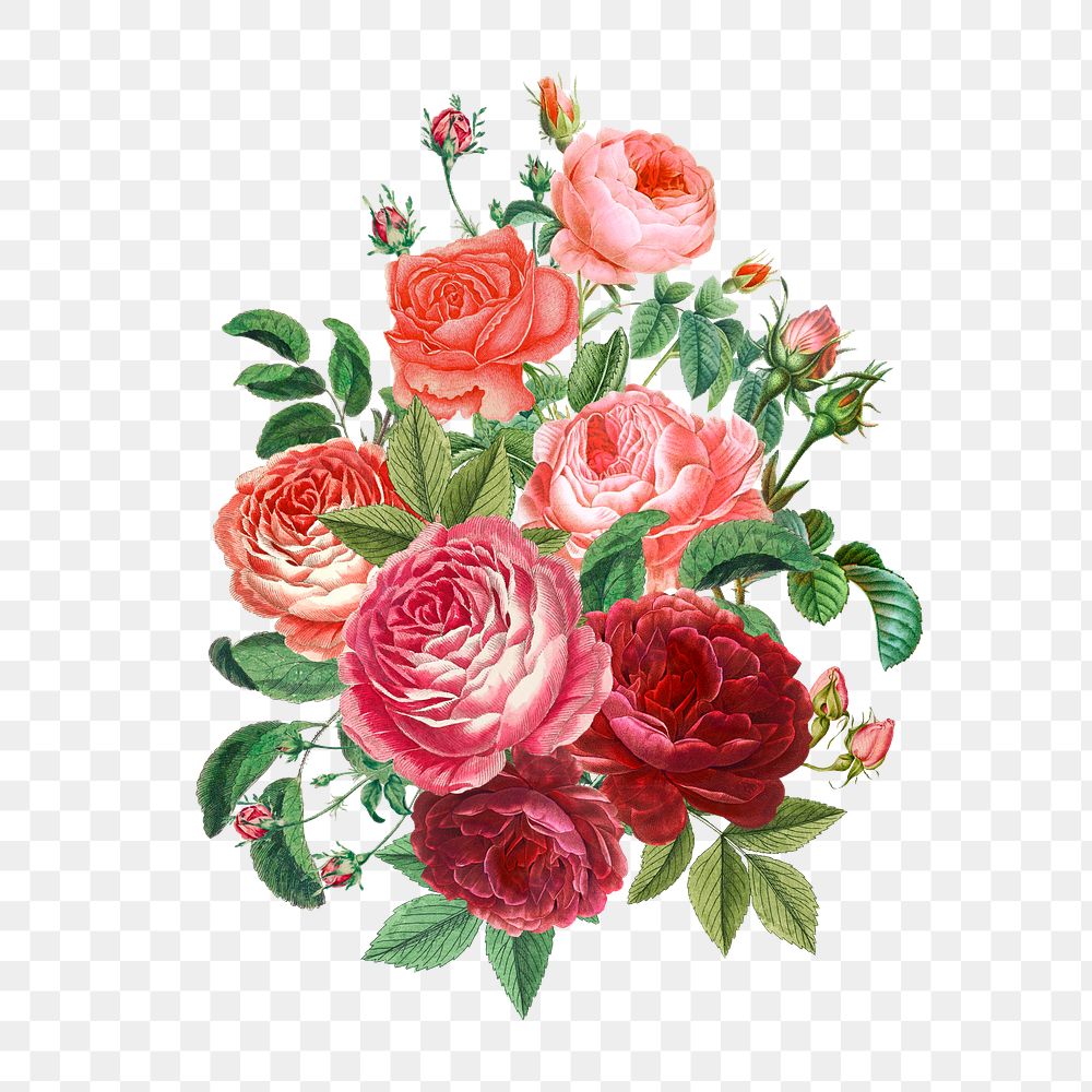 Pink Valentine's rose png flower bouquet, transparent background