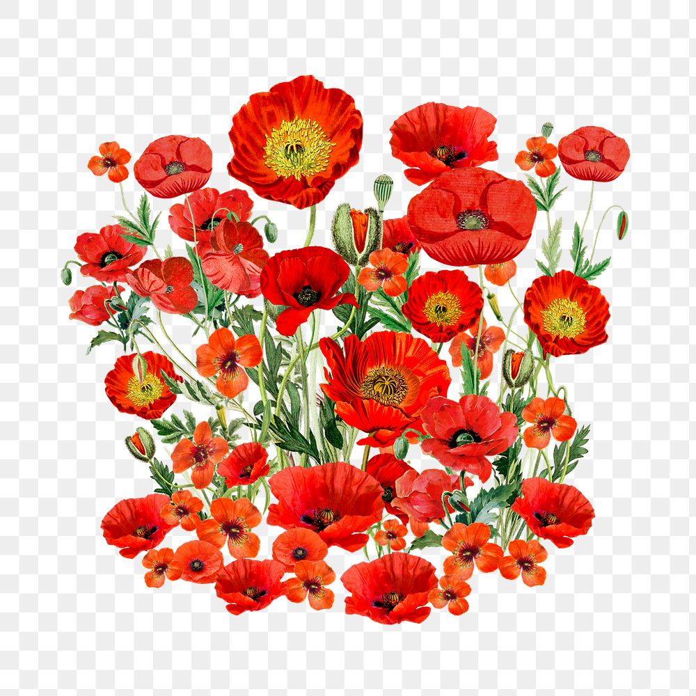 Red poppy flower png element, transparent background