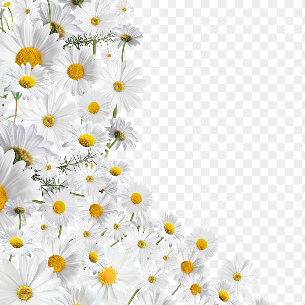 Aesthetic daisy flower png border, transparent background