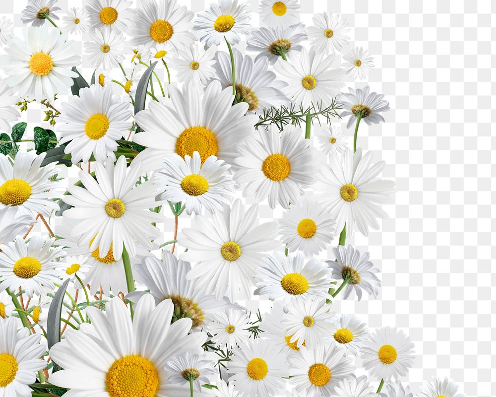 White daisy flower png, Spring floral collage art on transparent background