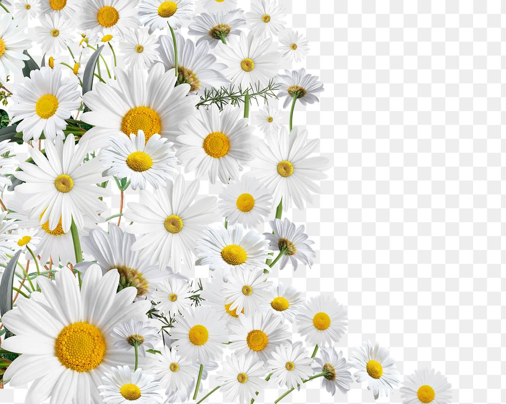 White daisy flower png, Spring floral collage art on transparent background