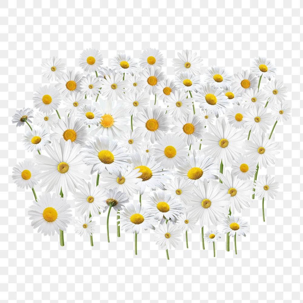 White daisy flower png, Spring floral collage art on transparent background