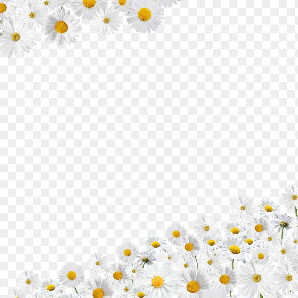 Aesthetic daisy flower png border, transparent background