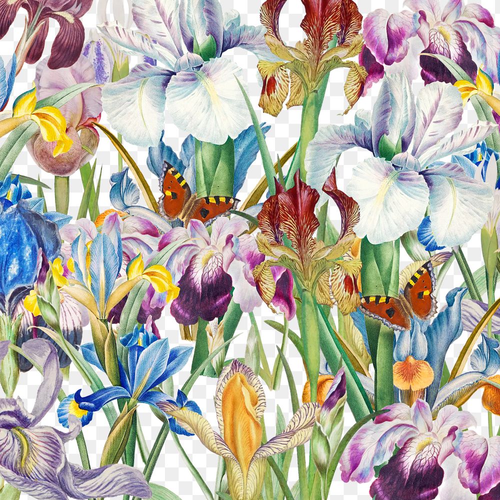 Beautiful iris png flowers, transparent background