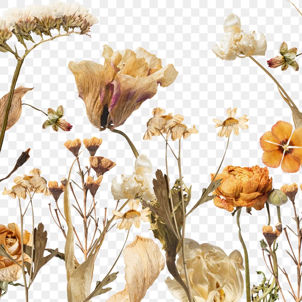 Aesthetic autumn flower png seasonal botanical, transparent background