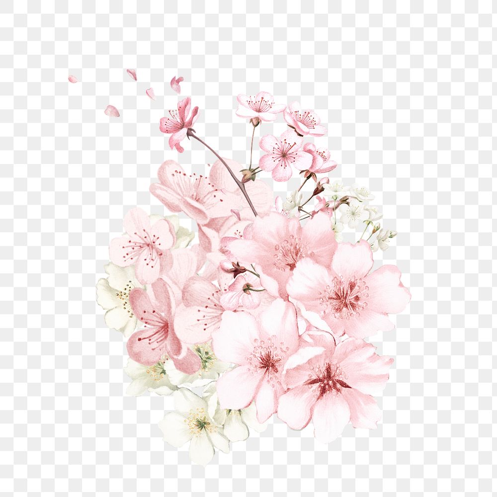 Japanese cherry blossom flower png element, transparent background