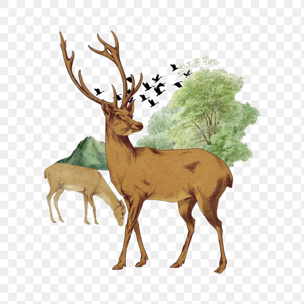 Stag deer png, wild animal collage art, transparent background