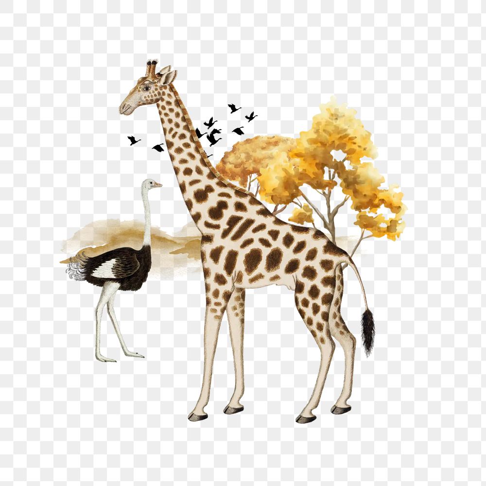 Giraffe png, wild African animal collage art, transparent background