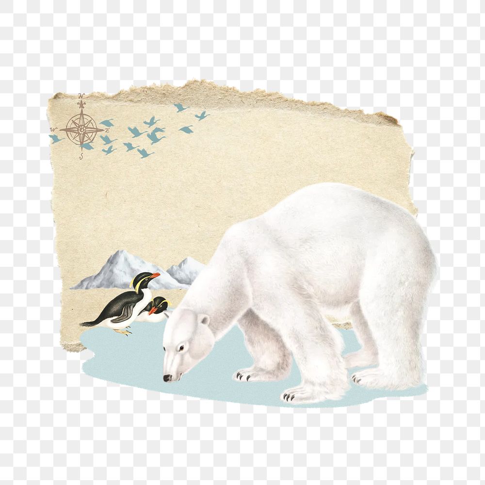 Polar bear png penguins, global warming collage art, transparent background